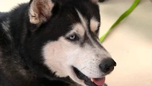 "תבוא עם 3,000 שקל ותקבל את הכלב"