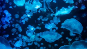 בארץ מחכים שייעלמו, במזרח שוות הון: מדוזות - לא מה שחשבתם