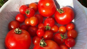 מרד הפטריוטים - לא קונים עגבניות מעזה וטורקיה