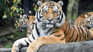 ישראלי בן שנתיים הותקף ע"י טיגריס בתאילנד - מצבו יציב