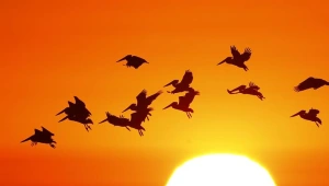 התחזית: עלייה בטמפרטורות והכבדה בעומסי החום