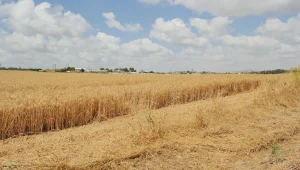 התחזית: נעים ונוח ברוב האזורים, לקראת התחממות