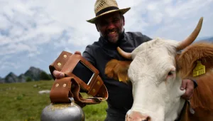 גרמניה: זוג תבע את שכניו בגלל פעמוני הצוואר של הבקר - והפסיד