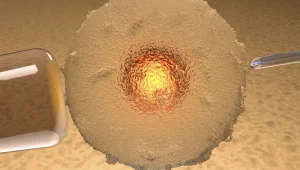 כל מה שחשוב לדעת על תרומת ביצית בישראל