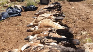 נשר שנפגע קשה מההרעלה בגולן טופל בבי"ח - ויושב מחר לטבע