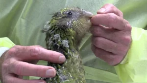 לראשונה: וטרינרים ביצעו ניתוח מוח על תוכי בסכנת הכחדה