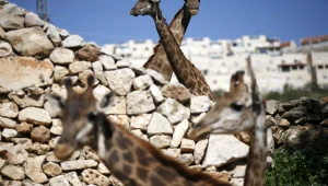 האדמו"ר מגור דורש לאסור מכירת כרטיסים בגן החיות התנ"כי בשבת