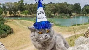 "סלב לכל דבר": חיות המחמד שכבשו את אינסטגרם – וגורפות הון