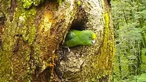 זן נדיר: אוכלוסיית תוכים שעמדה בפני הכחדה הכפילה את עצמה