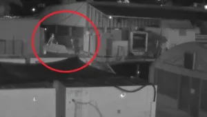 האם גורמי פשיעה בינ"ל מנסים להשתלט על שוק הקנביס הישראלי?