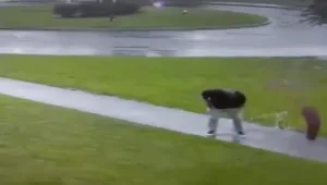 בזמן סופה ובעת שהחזיק מטריה: ברק פגע באדם • צפו בתקרית