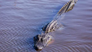אורח בלתי צפוי: תנין שחה לאורך רחוב מוצף בארה"ב • צפו