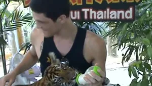 האם שבנה הותקף ע"י טיגריס בתאילנד: "לא הצלחתי למשוך אותו"