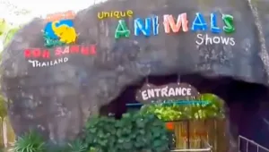 הפארק בתאילנד שבו הותקף פעוט על ידי טיגריס: "כבר קרה בעבר"