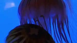 פתרון לחולי סוכרת? פריצת דרך ישראלית הופכת מדוזות - לפלסטר