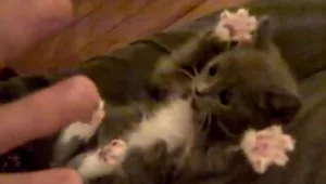 הכי חמוד באינטרנט: פסטיבל סרטי החתולים הראשון יוצא לדרך