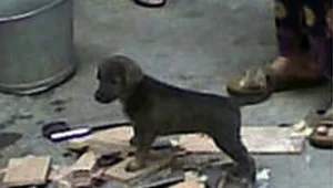 סערת רשת בעקבות תמונות מחרידות של בישול כלבלבים בסין