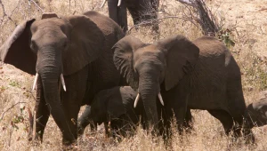 מנכ"ל GoDaddy הרג פיל לעיני המצלמות - וגאה בזה