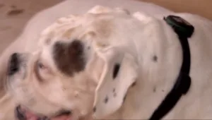 איתוראן לכלב: האפליקציה שמסייעת לאתר את חיית המחמד