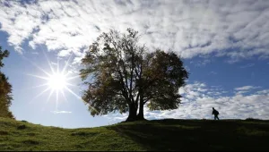 הזוי: זוג גרוש דורש משמורת משותפת על עץ