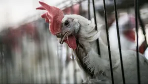 "המפצח": מדוע מחירי הביצים בארץ הם מהגבוהים בעולם?