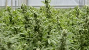 מה עומד מאחורי אפליקציית "טלגראס"?