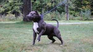 בעלי הפיטבול שתקף שתי פעוטות מציג לראשונה את גרסתו