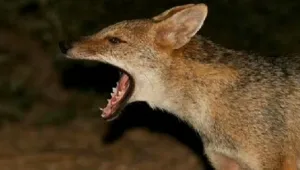 חיים בריא: עלייה במקרי הכלבת