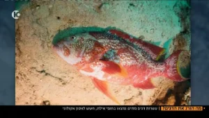 ירידה דרסטית במספר הדגים בים התיכון