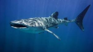 השבוע: כנס הכרישים הראשון באילת