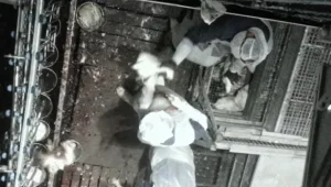 מחר במגזין: אכזריות השחיטה הכשרה – תיעוד מטלטל ממשחטת "הוד חפר"