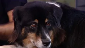 כלבים יוכלו לסייע בגילוי סרטן בבני אדם