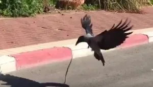 מתקפת עורבים על תושבי ישראל