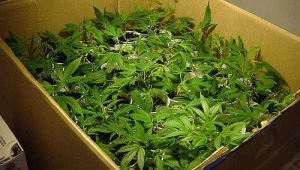 מדוע הוטמנו שקיות גראס ברחבי תל אביב?