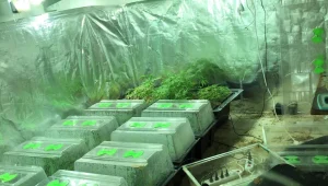 פרויקט החזית במאבק למען אי הפללת חוקר הקנאביס