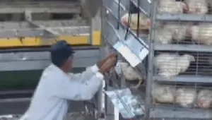 "כלבוטק" חושפת: תיעוד תעשיית השחיטה