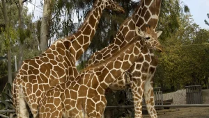 האפליקציה החדשה של פייסבוק מביכה