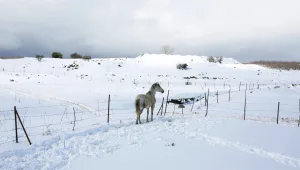 רק מחר בבוקר יוחלט אם לפתוח את בתי הספר בצפון המושלג