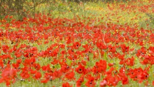 טיולי חורף ברחבי הארץ