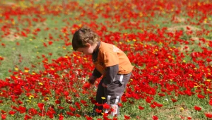 המלצה לטיול: חודש "דרום אדום" בנגב הצפוני