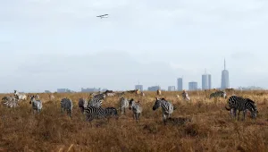 מי יודע מדוע ולמה? זברה מנוקדת נדירה תועדה בקניה • צפו