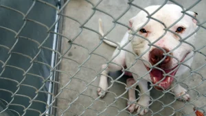 2 פעוטות נפצעו מנשיכת פיטבול - הפרקליטות עומדת לסגור את התיק