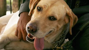 תעלומה בצפון: מי מרעיל את כלבי הגולן?