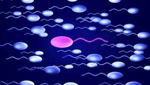 הביצית המוצלחת