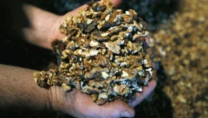 מי שומר על הילדים האלרגיים שלכם?