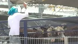 תיעוד מיוחד: מסלול הייסורים שעוברים עגלים וטלאים בדרך לצלחת שלנו