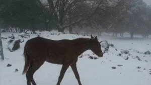 כיצד גן החיות התנכ"י בירושלים התמודד עם הסערה?