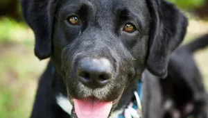 חרדות של כלבים בעקבות הטילים