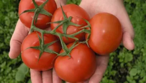 5 דברים שאתם עושים בתמימות וגורמים לכם להשמין