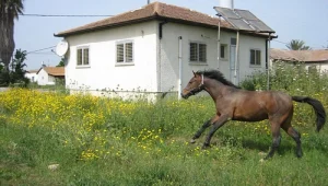 סודות הנדל"ן: סערת חוק פיצול דירות הקרקע